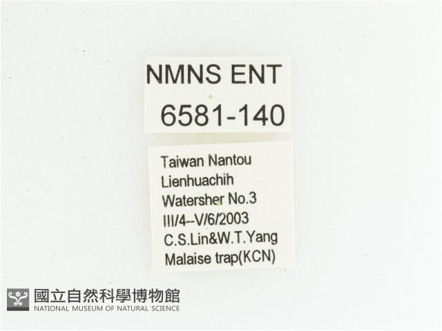 黃肩長腳花金龜藏品圖，第2張