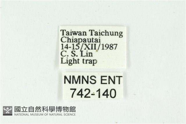 白斑散紋夜蛾藏品圖，第3張