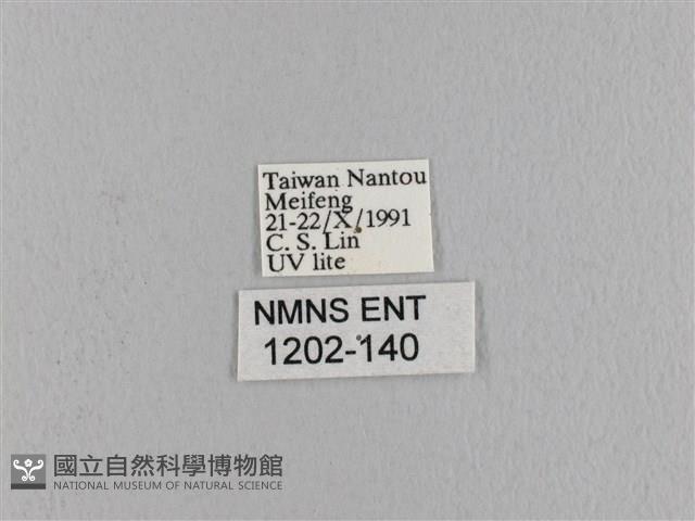 波紋枯葉蛾藏品圖，第3張