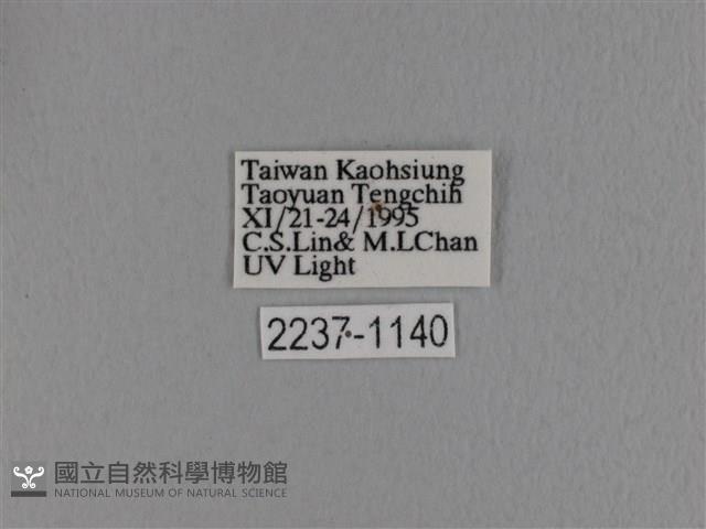 波紋枯葉蛾藏品圖，第3張