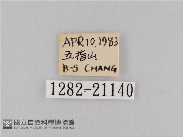 密紋波眼蝶藏品圖，第3張