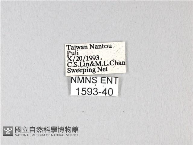 紅珠鳳蝶藏品圖，第3張