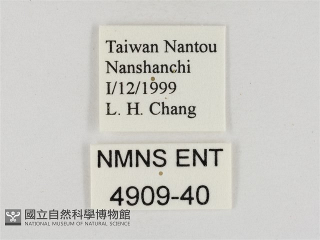 淡褐脈粉蝶藏品圖，第3張