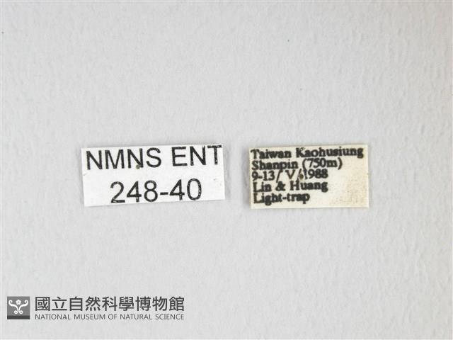 紅目天蠶蛾藏品圖，第3張