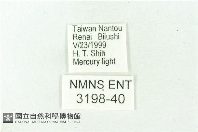 赭新污燈蛾藏品圖，第3張