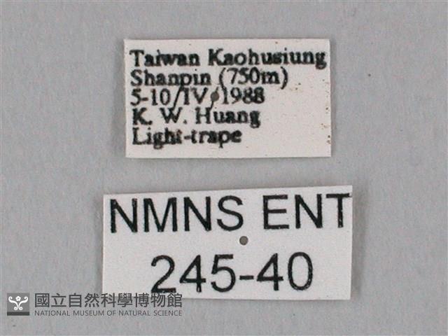 白點天蛾 藏品圖，第3張