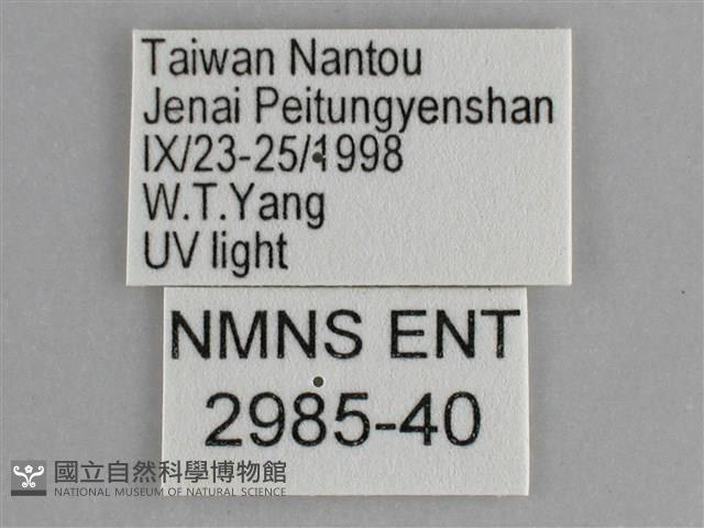 大胡麻斑星尺蛾藏品圖，第3張