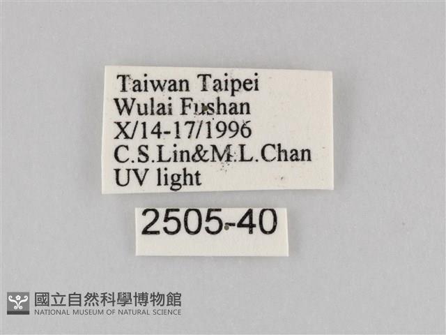 長斑擬燈蛾藏品圖，第3張