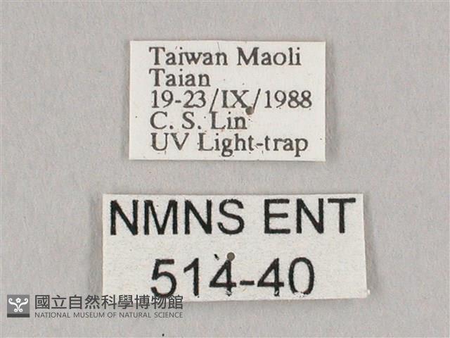 栗六點天蛾藏品圖，第3張