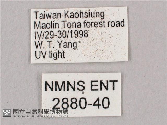 直翅六點天蛾藏品圖，第3張