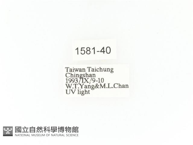 小扇角金龜藏品圖，第2張