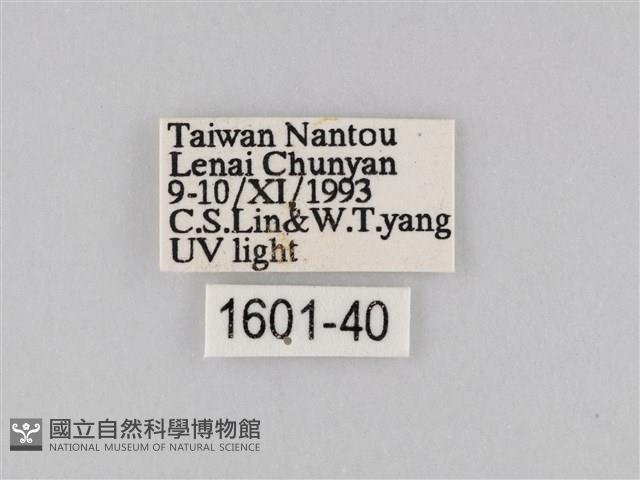 橙擬燈蛾藏品圖，第3張