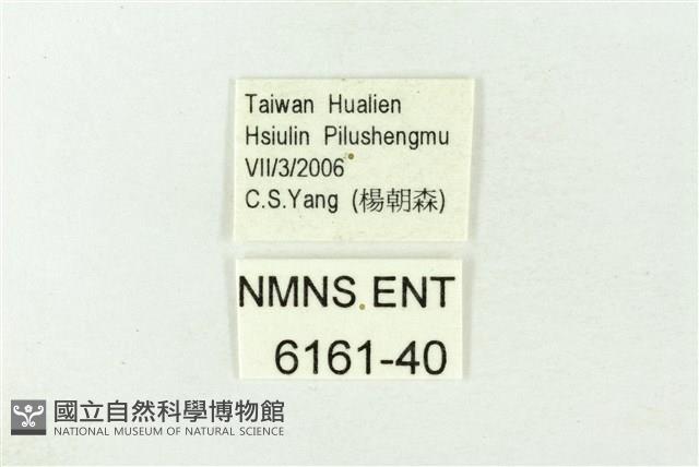 漣紋青灰蝶藏品圖，第3張