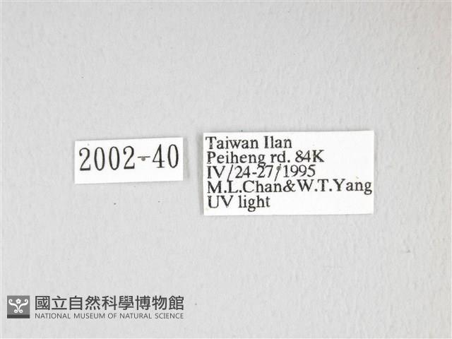 泛綠背線天蛾藏品圖，第3張