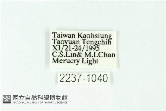 三條橙燈蛾藏品圖，第3張