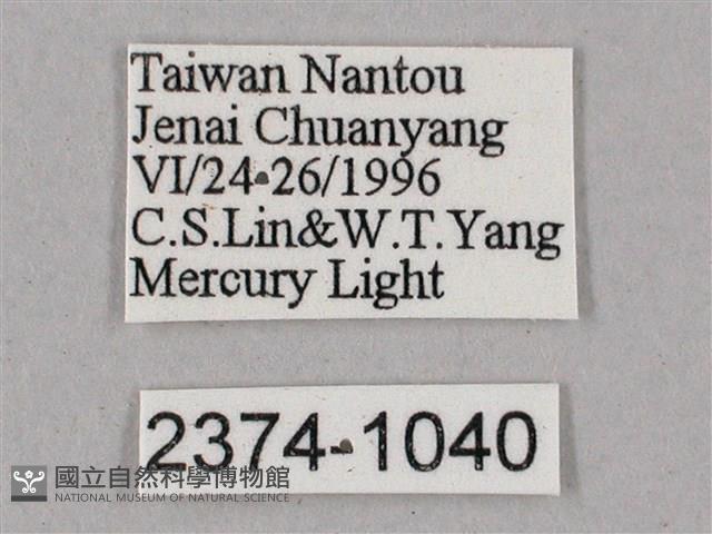 榆綠天蛾藏品圖，第3張