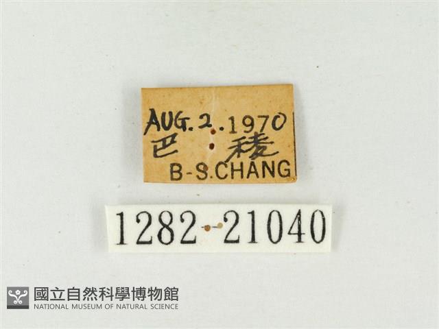 燕灰蝶藏品圖，第3張