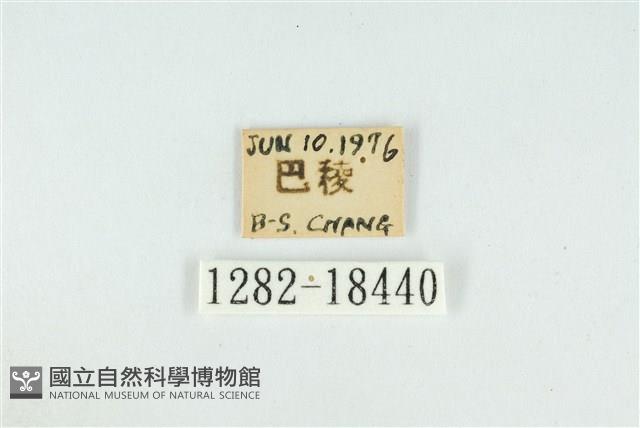 霧社翠灰蝶藏品圖，第3張