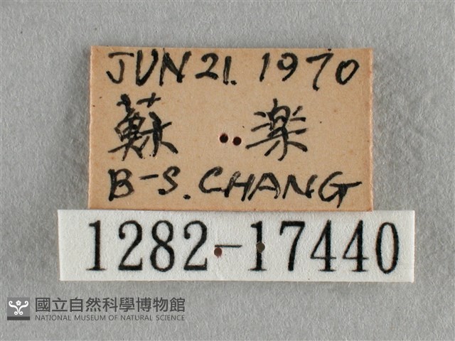 散紋盛蛺蝶藏品圖，第3張