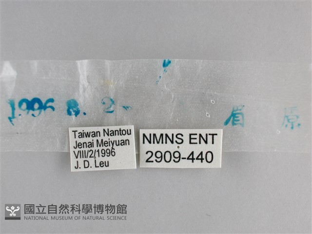 森林暮眼蝶、黑樹蔭蝶藏品圖，第3張