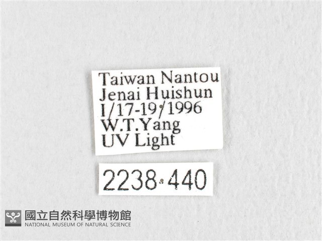 銀肩枯葉蛾藏品圖，第3張