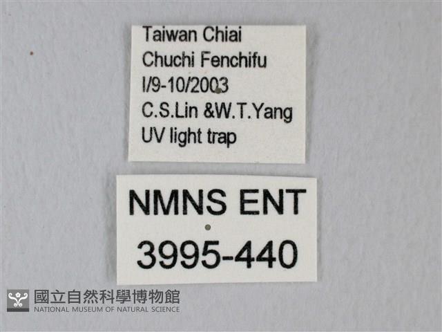 帶錨紋蛾藏品圖，第3張