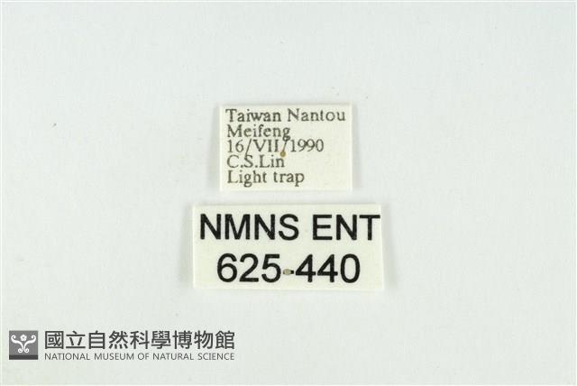 寬紋黃毒蛾藏品圖，第3張