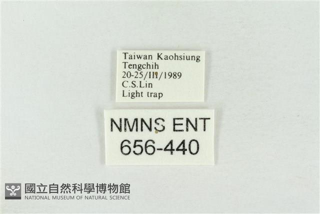 連珠波紋蛾藏品圖，第3張