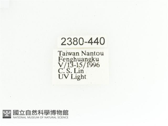 艷金龜藏品圖，第2張