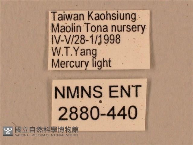 臺灣鷹翅天蛾藏品圖，第3張