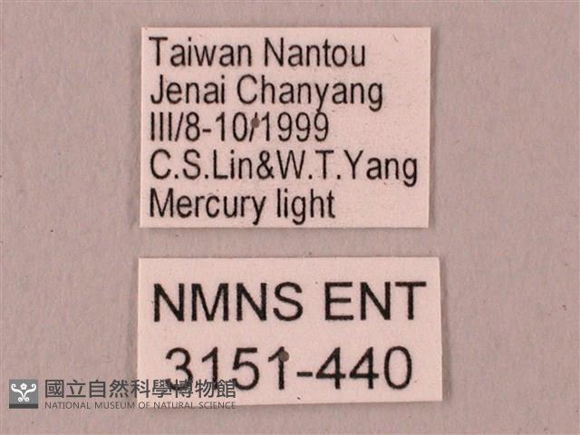 栗六點天蛾藏品圖，第3張