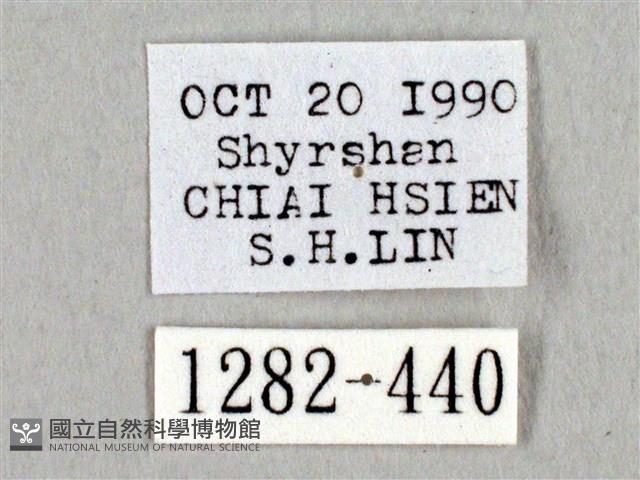 阿里山絨帶蛾藏品圖，第3張