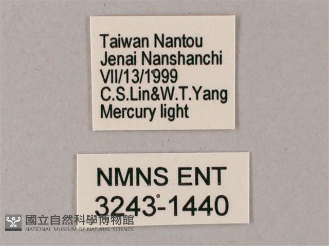 榆綠天蛾藏品圖，第3張