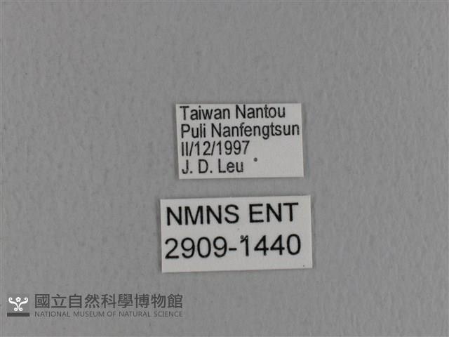 青枯葉蛾藏品圖，第3張