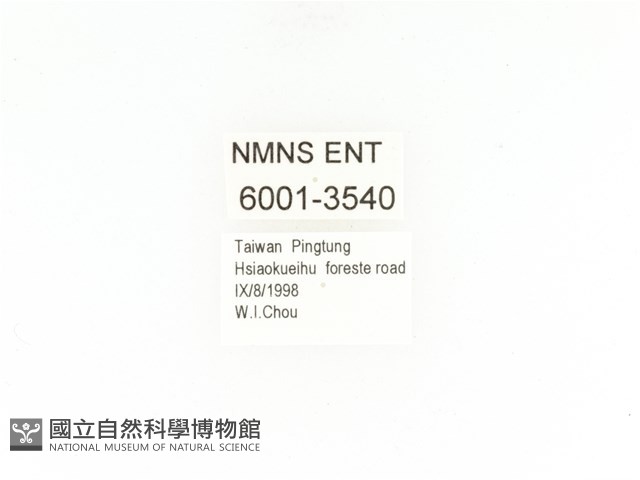 臺灣扇角金龜藏品圖，第2張