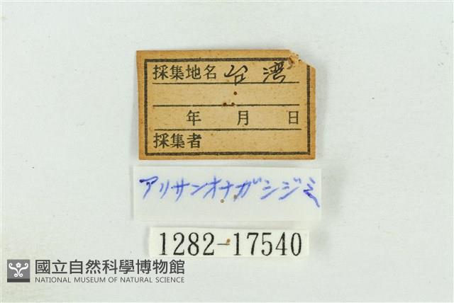 阿里山鐵灰蝶藏品圖，第3張