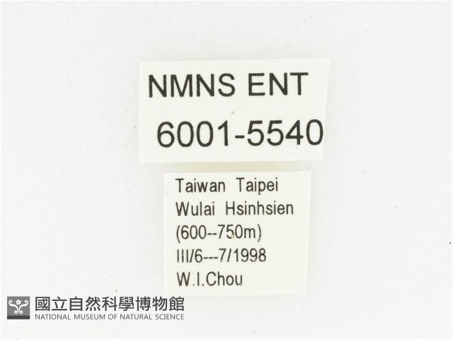 灰斑擬黑花金龜藏品圖，第2張