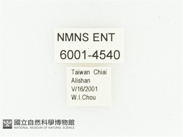 巴蘭陷紋金龜藏品圖，第2張