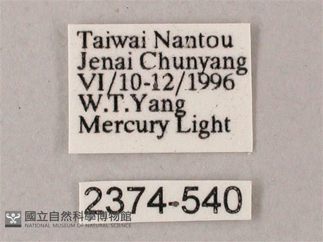 藏斜紋天蛾藏品圖，第3張