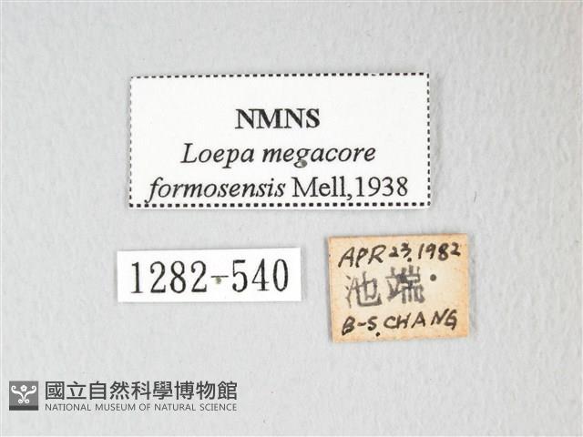 黃豹天蠶蛾藏品圖，第3張