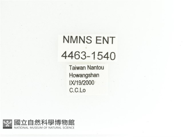 艷金龜藏品圖，第2張