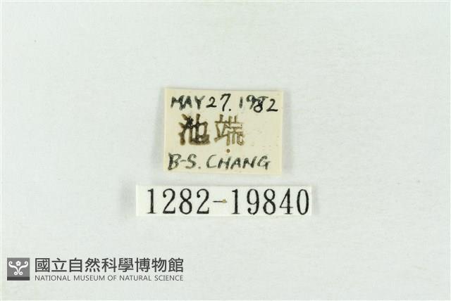 基褐綠刺蛾藏品圖，第3張