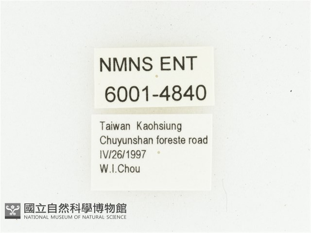 巴蘭陷紋金龜藏品圖，第2張