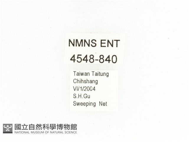 銅點花金龜藏品圖，第2張