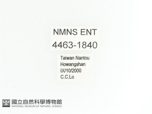 艷金龜藏品圖，第2張