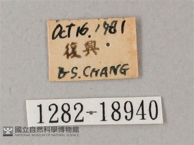 直翅斜紋天蛾藏品圖，第3張