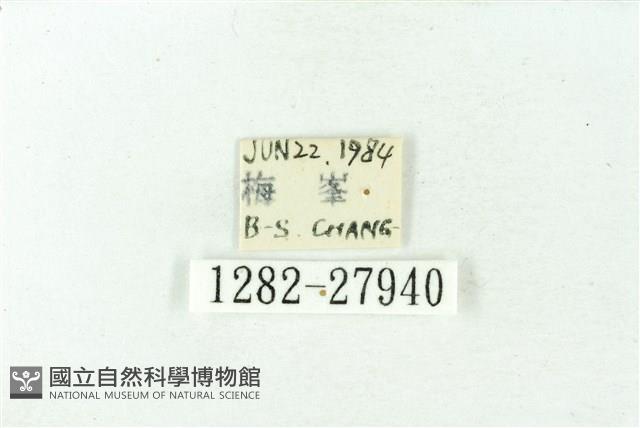 赭新污燈蛾藏品圖，第3張