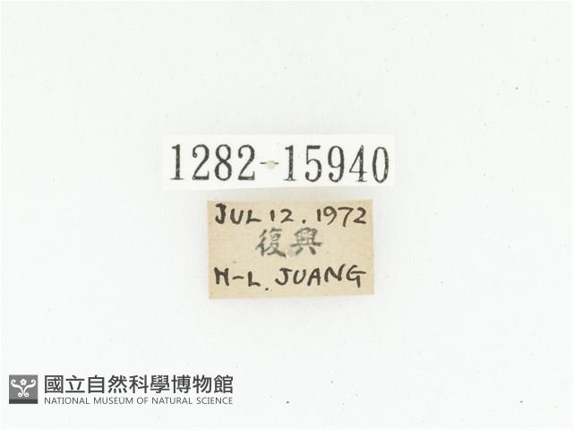 絨毛陷紋金龜藏品圖，第2張