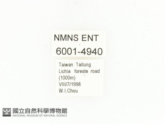 藍艷白點花金龜藏品圖，第2張