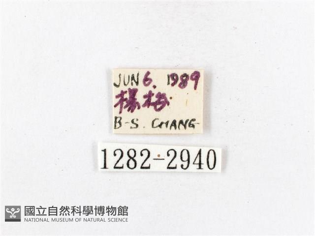 木毒蛾藏品圖，第3張